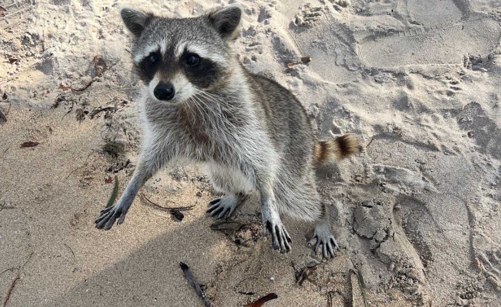 Raccoon Island 3-Hour Private Tour — photo 3 of 13