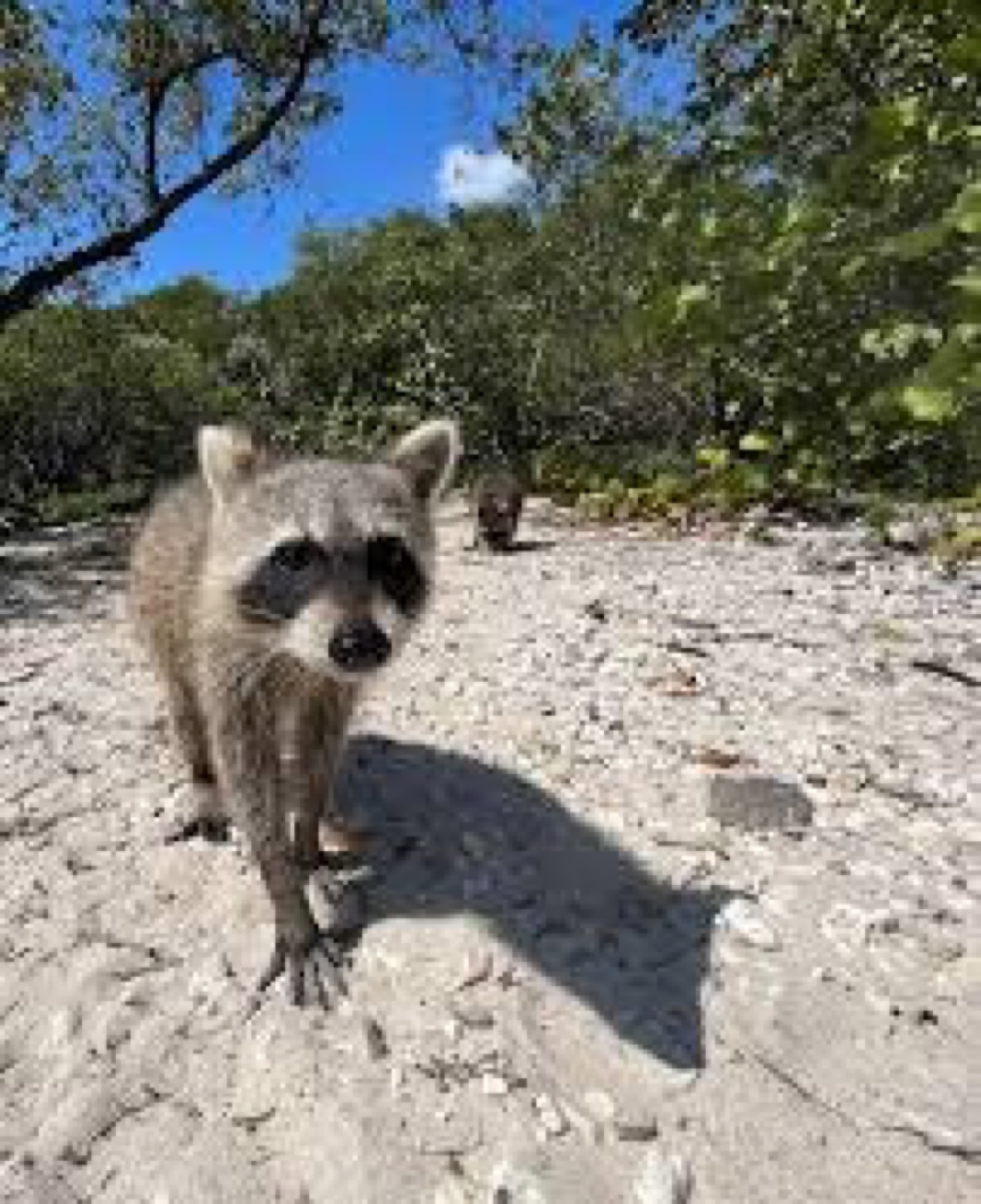 Raccoon Island 3-Hour Private Tour — photo 4 of 13