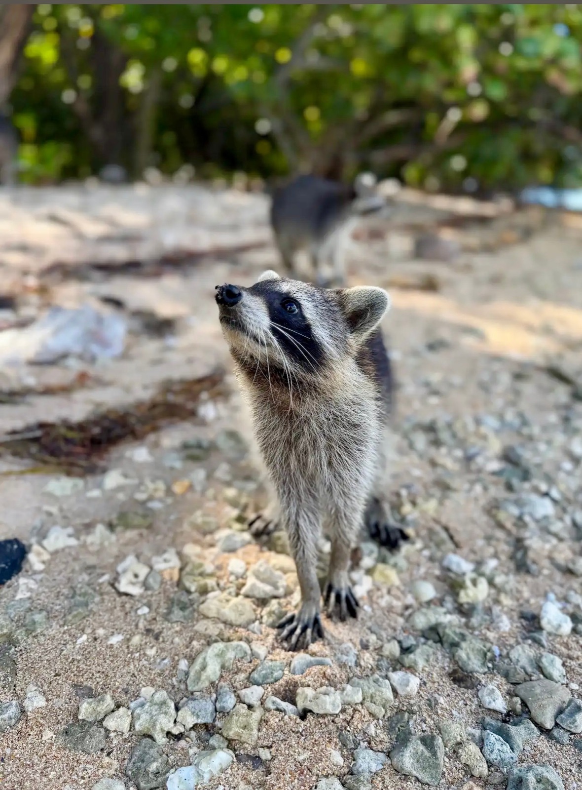 Raccoon Island 3-Hour Private Tour — photo 1 of 13